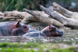 Hroch - Safari park Dvůr Králové - Autor: Lukáš Pavlačík Hroch - Safari park Dvůr Králové - Autor: Lukáš Pavlačík